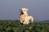 GOLDEN RETRIEVER 871